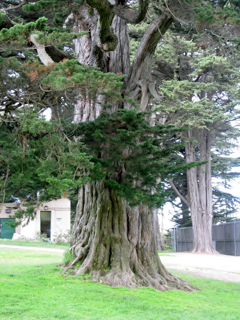 2013 09 12 SF Alamo Square Tree