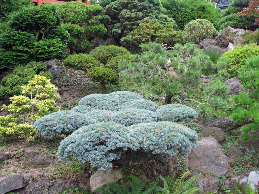 2013 09 12 SF Garden Gate Park Japanese Tea Garden (18)