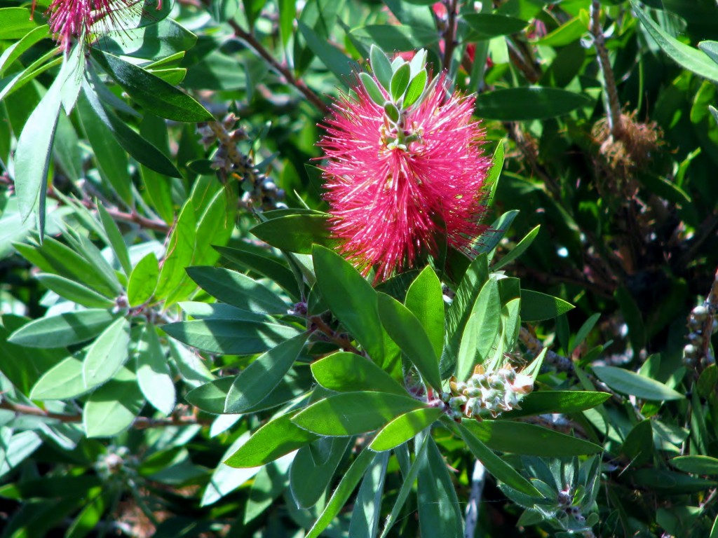 2013 09 10 SF Filbert Stairs Flowers (2)