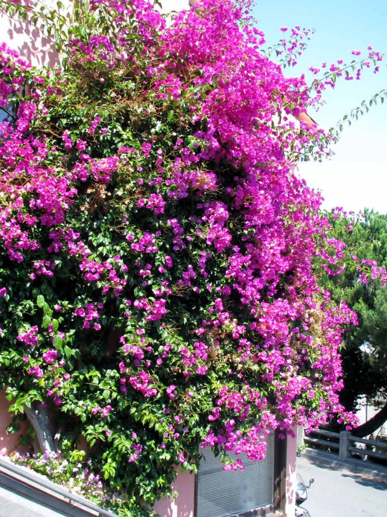 2013 09 10 SF Filbert Stairs Flowers (3)