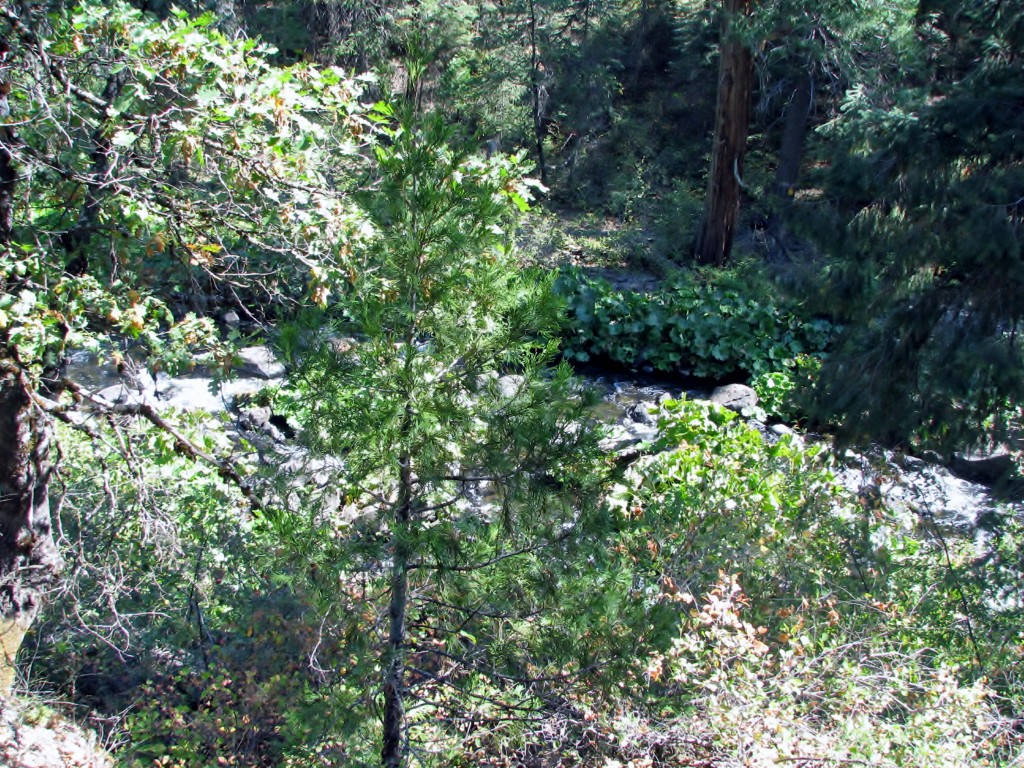 2013 09 14 Shasta Trinity National Park Forests Falls (12)