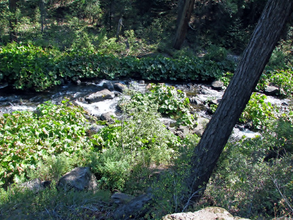 2013 09 14 Shasta Trinity National Park Forests Falls (14)