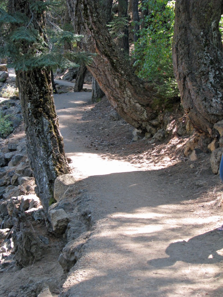 2013 09 14 Shasta Trinity National Park Forests Path