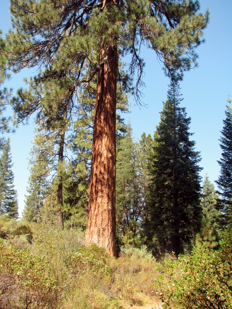 2013 09 14 Shasta Trinity National Park Forests Tree (2)