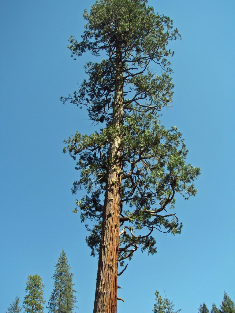 2013 09 14 Shasta Trinity National Park Forests Tree (3)