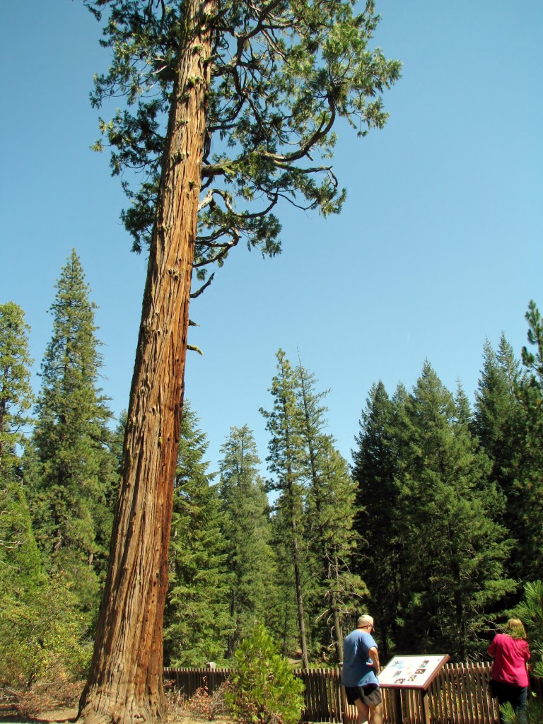 2013 09 14 Shasta Trinity National Park Forests Tree (5)