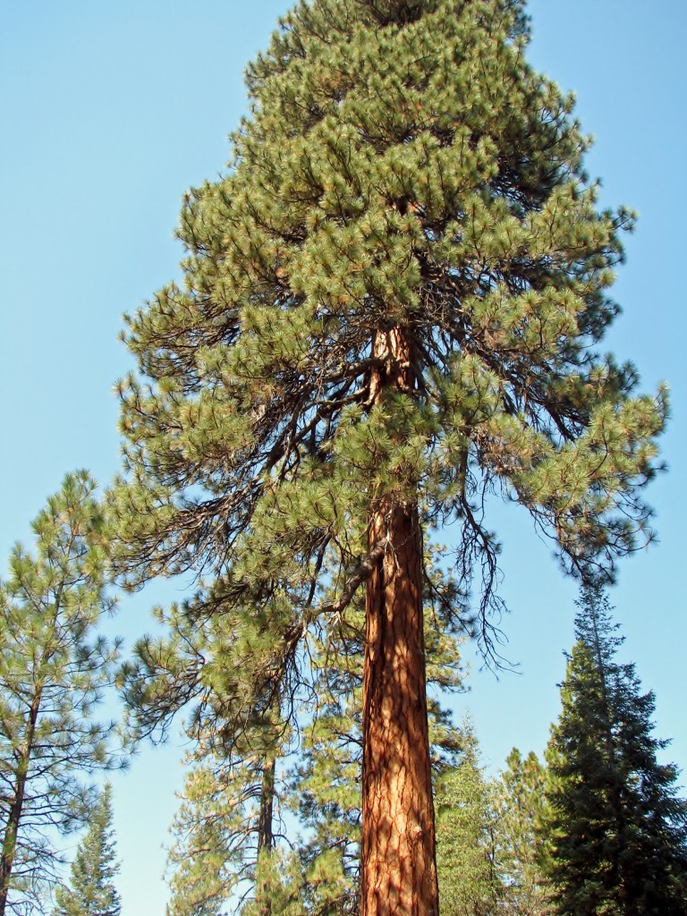 2013 09 14 Shasta Trinity National Park Forests Tree