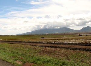 2013 10 29 Hawaii Dole Plantation Pineapples (2)