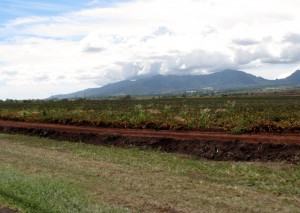 2013 10 29 Hawaii Dole Plantation Pineapples (3)