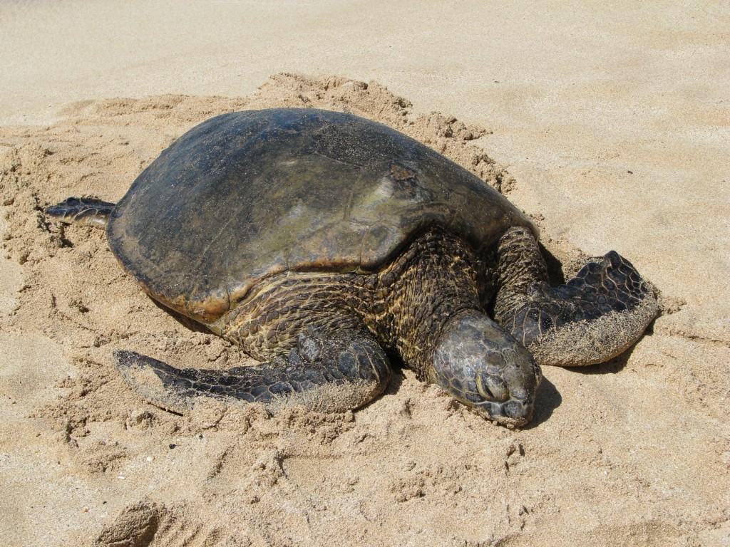 2013 10 29 Hawaii Honolulu Turtle Bay Turtle Kuhina (1)