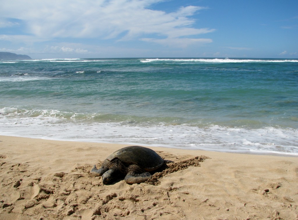 2013 10 29 Hawaii Honolulu Turtle Bay Turtle Kuhina (10)
