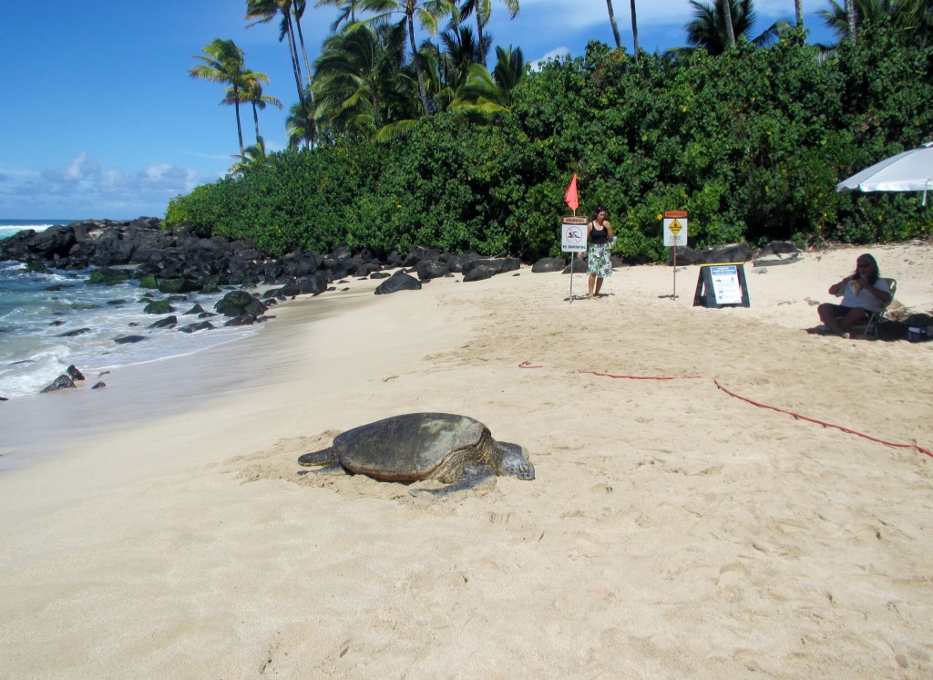 2013 10 29 Hawaii Honolulu Turtle Bay Turtle Kuhina (7)