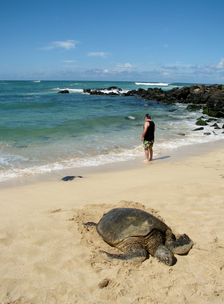 2013 10 29 Hawaii Honolulu Turtle Bay Turtle Kuhina (9)