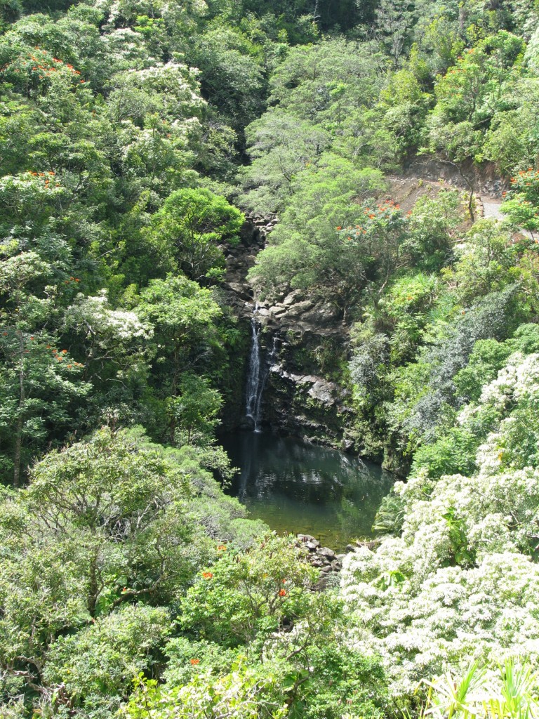 2013 11 03 Hawaii Pride of America Day 02 Kahului, Maui Road to Hana Garden of Eden (36)