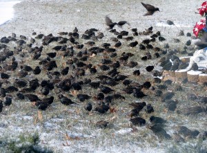 2013 12 09 Birds Front Yard (5)