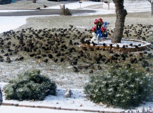 2013 12 09 Birds Front Yard (7)