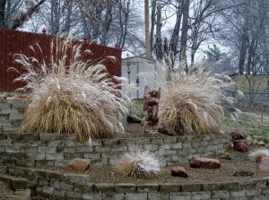 2014 03 23 Backyard grasses