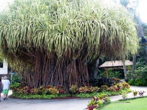 2013 10 28 Hawaii Hale Koa Hotel Tree (3)