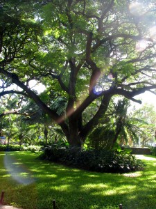 2013 10 28 Hawaii Hale Koa Hotel Tree (4)