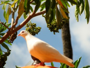 2013 10 28 Hawaii Hawaiian Hilton Hotel Bird (2)