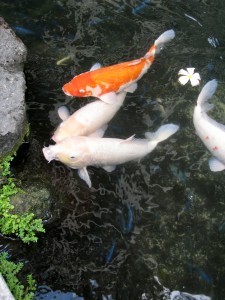 2013 10 28 Hawaii Hawaiian Hilton Hotel Koi Pond (2)