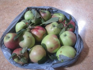 2014 08 23 Dehydrating Apples (1)