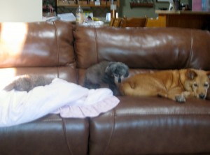 2014 09 02 Dogs on Couch