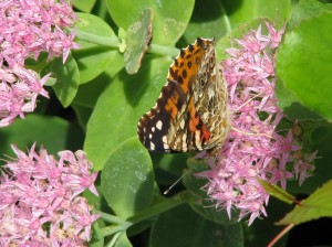 2014 10 06 Butterfly fountain (10)