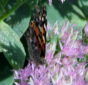 2014 10 06 Butterfly fountain (2)