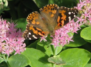 2014 10 06 Butterfly fountain (8)