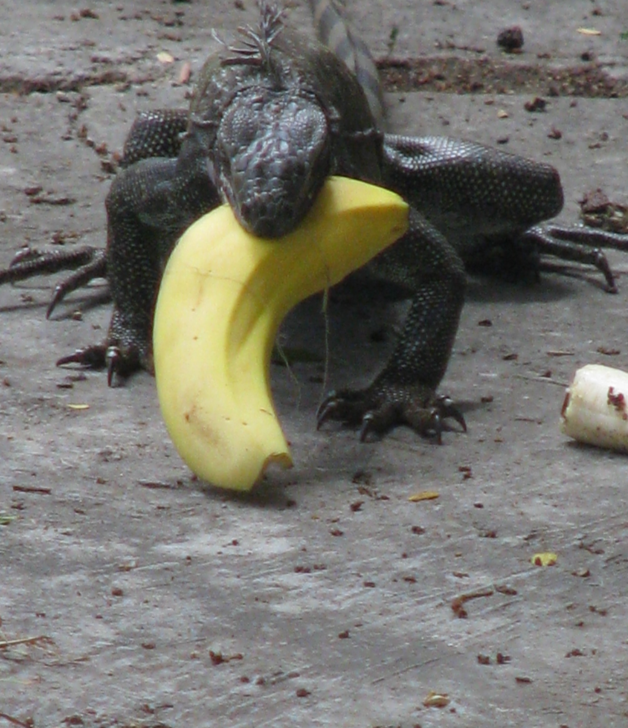 iguana banana