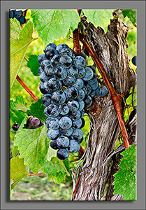2014 10 05 HolyField Grapes_Vine