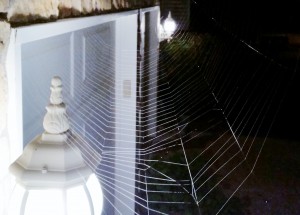2014 10 23 Spider Web 4302 Broadway Terr Spider Web