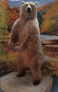 2015 07 25 Scheels KC Photo Op Bear