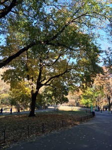 2015 11 25 New York Central Park (2)